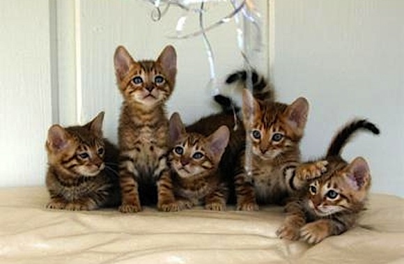 toyger-featured.jpg