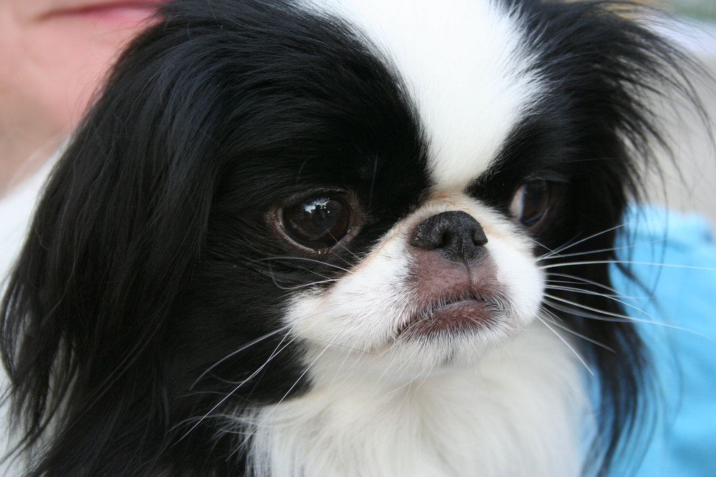 Japanese Chin in park