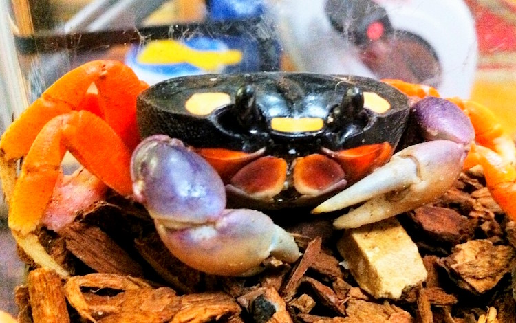 How to Care for Halloween Moon Crabs Petful How to Care for Halloween Moon Crabs Petful