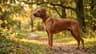Rhodesian Ridgeback Price & Cost of Ownership (2026)