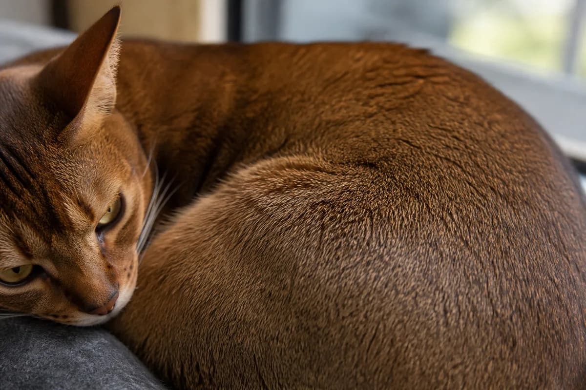 Natural close view of an Abyssinian flank showing distinct banded agouti hairs without extreme magnification