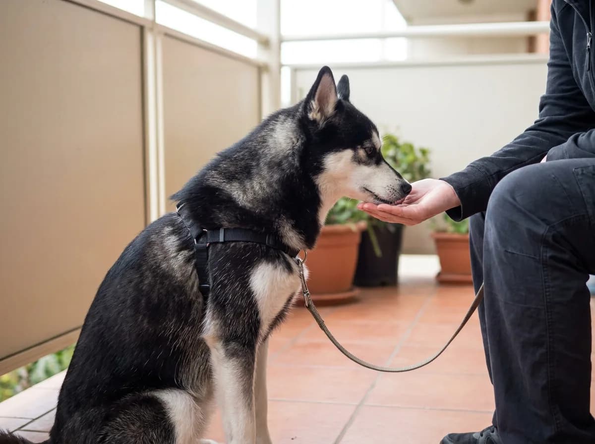 Caregiver rewarding a black-and-white Alaskan Klee Kai wearing a harness