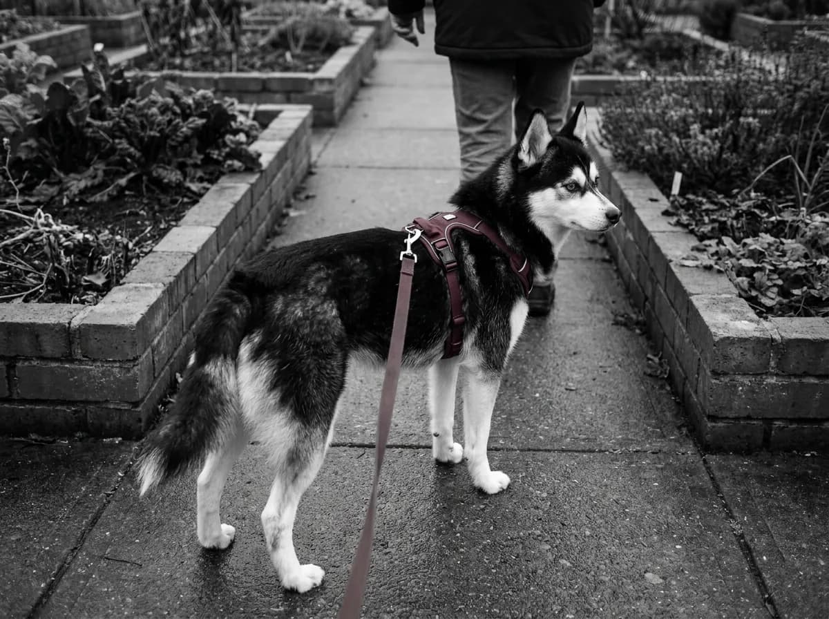 Black-and-white Alaskan Klee Kai walking on a leash through a garden