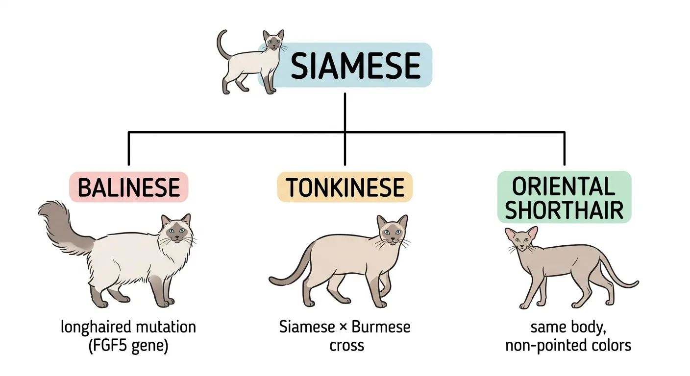 Illustrated breed family tree diagram showing Siamese at the top branching down to Balinese labeled longhaired mutation FGF5 gene, Tonkinese labeled Siamese times Burmese cross, and Oriental Shorthair labeled same body non-pointed colors