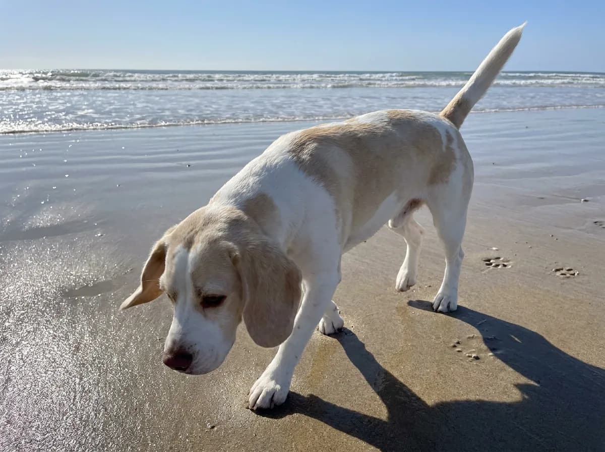 Lean lemon and white Beagle walking nose-down along wet sand at the water's edge with surf rolling in behind