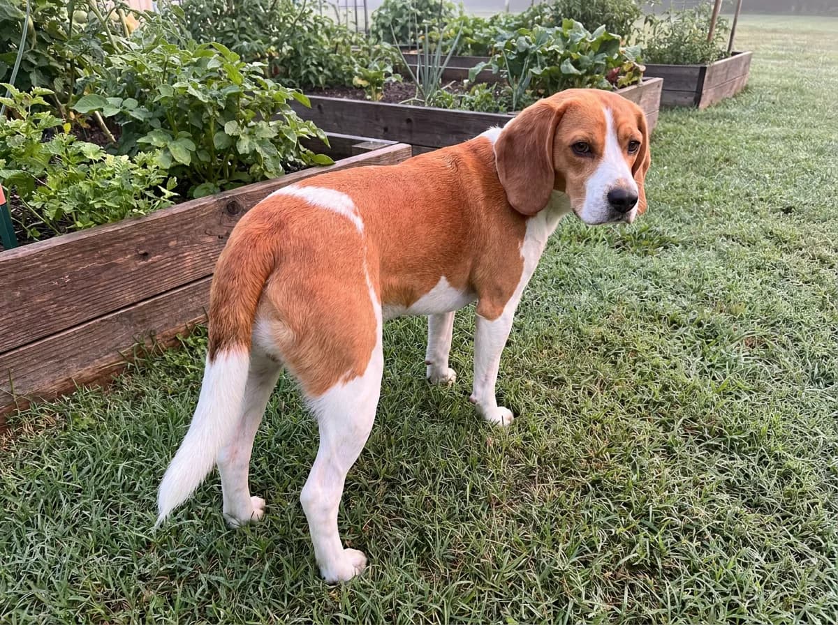 Lean red and white Beagle standing on dewy grass beside raised vegetable beds, looking back over its shoulder