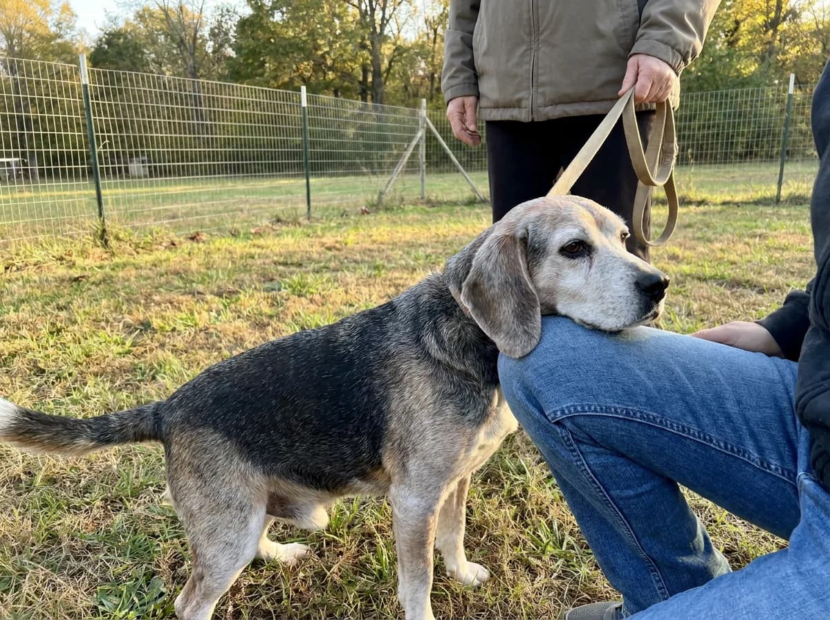 Gray-faced senior Beagle rests its chin on a seated adopter's knee in a fenced yard while a volunteer holds its leash