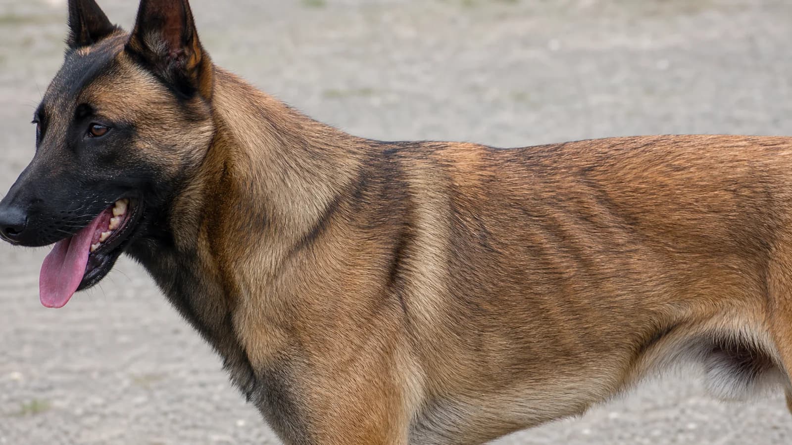 Close natural-light view of a Malinois-type coat showing black hair tips compared with a striped brindle appearance