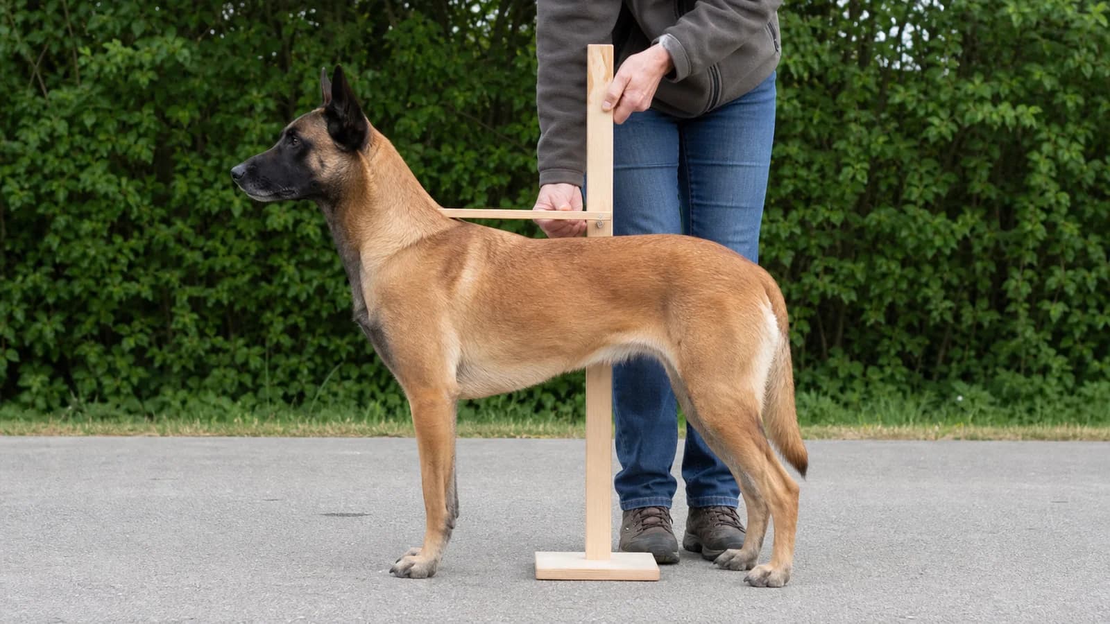 Handler measuring a calm Belgian Malinois at the withers while the dog stands on level ground