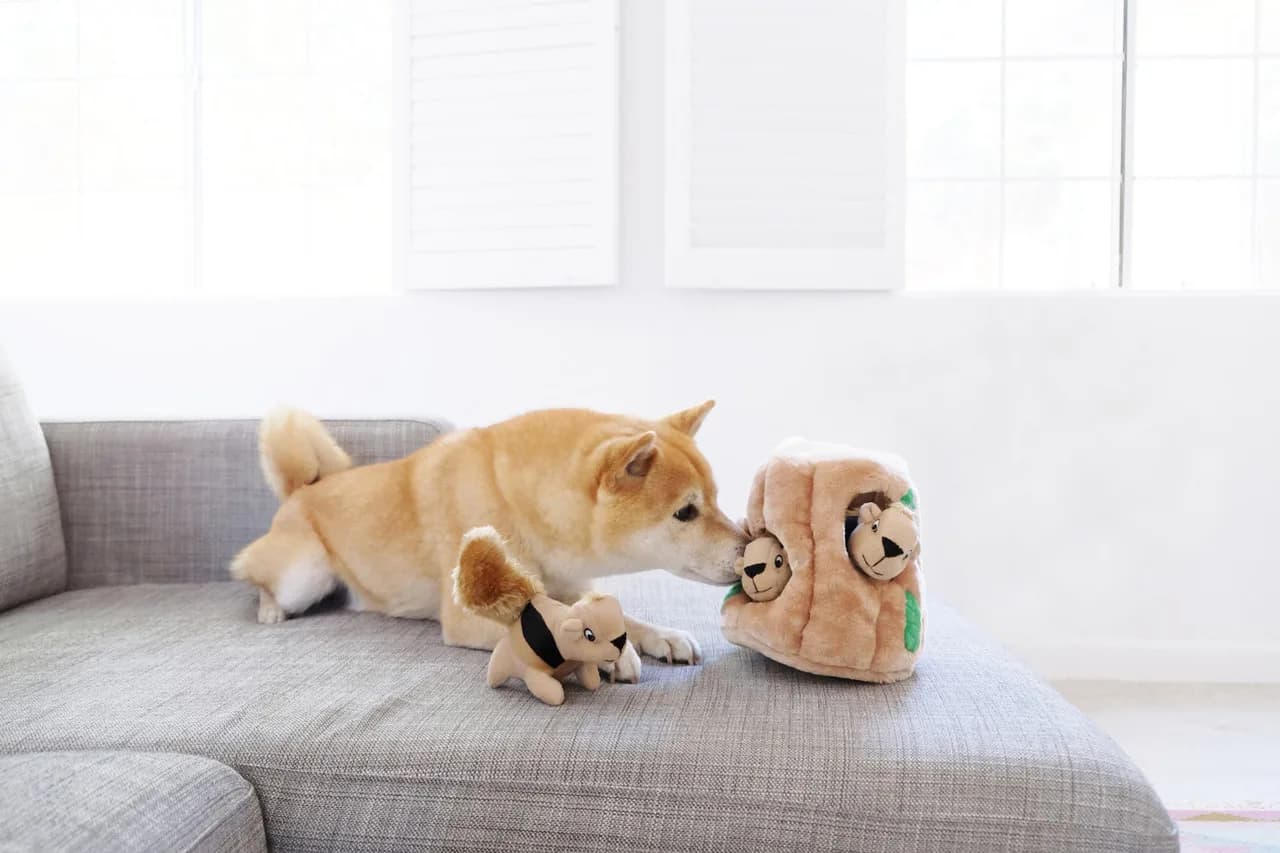 Dog investigating the Hide-A-Squirrel trunk on a couch