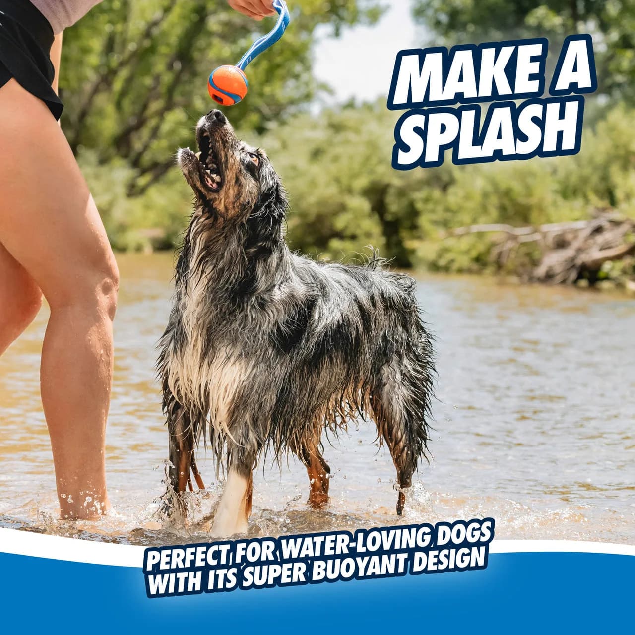 Dog in shallow water watching an owner holding a Chuckit Ultra Tug
