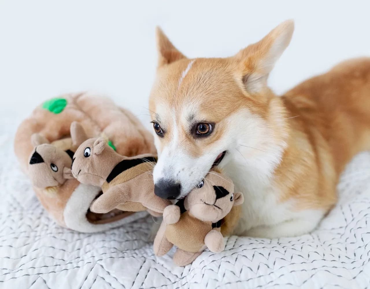 Corgi holding a removable plush squirrel beside the toy trunk