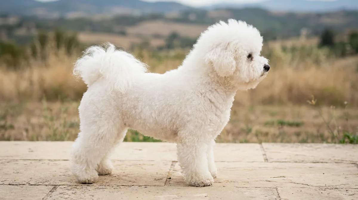 White Bichon Frise with a rounded trim standing on a tiled terrace.