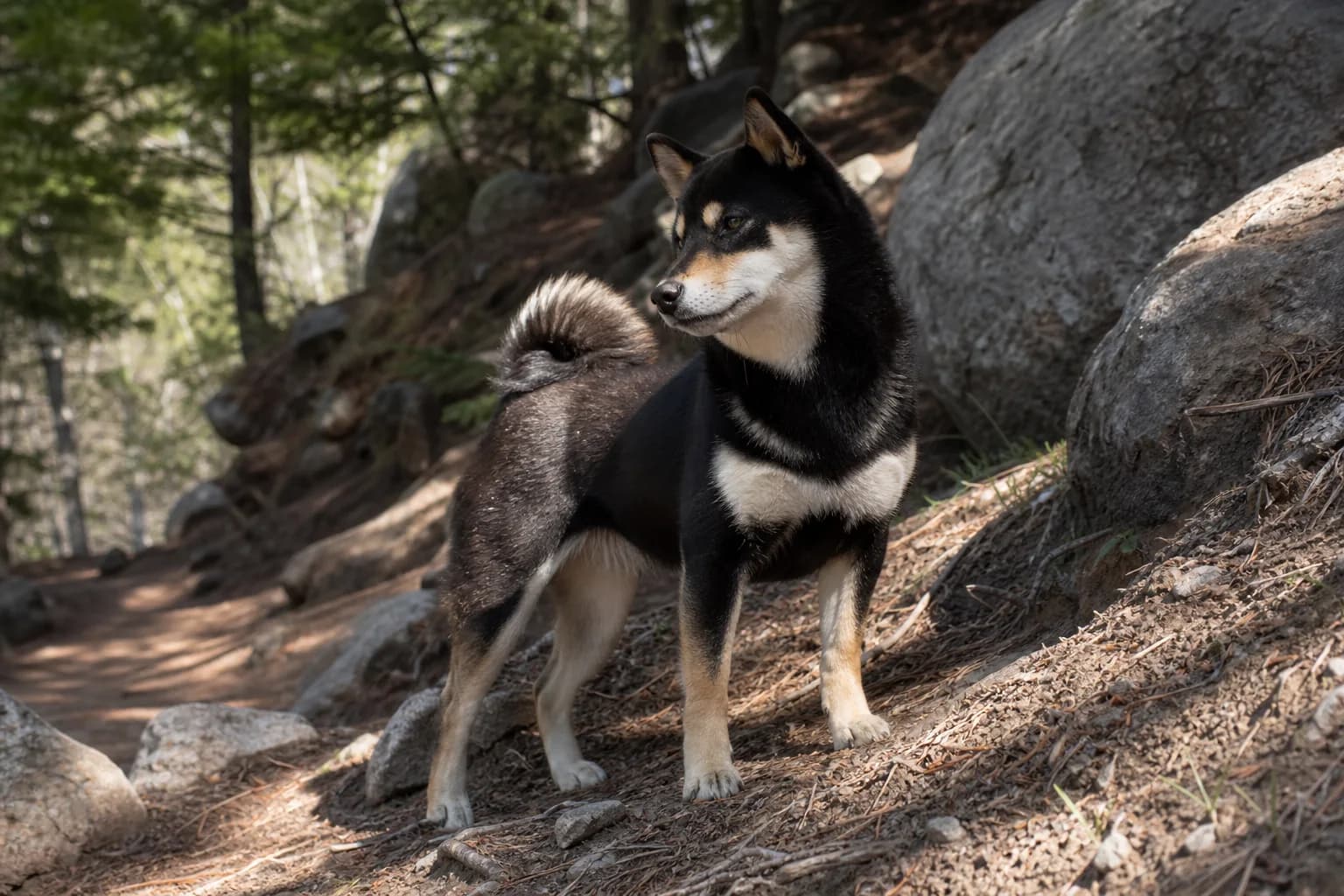 Black-and-tan Shiba Inu standing in side profile on a wooded rocky slope