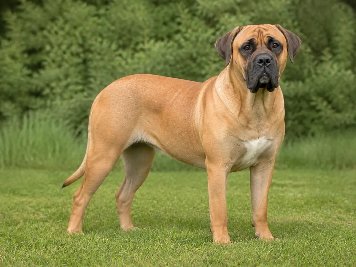 Cane Corso chest and face showing a natural mask and small white marking