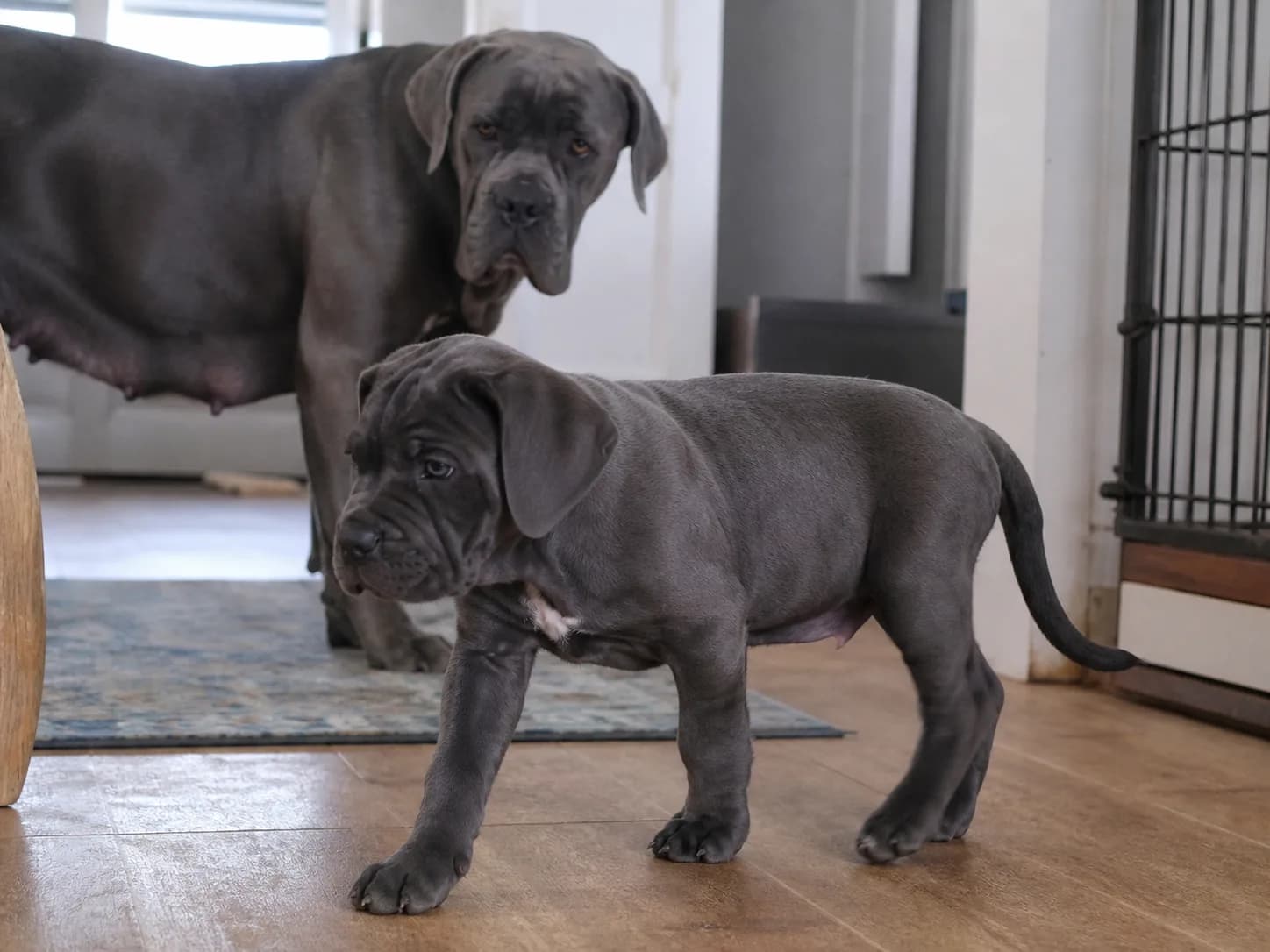 Healthy uncropped Cane Corso puppy exploring a responsible home setting with its adult dam visible