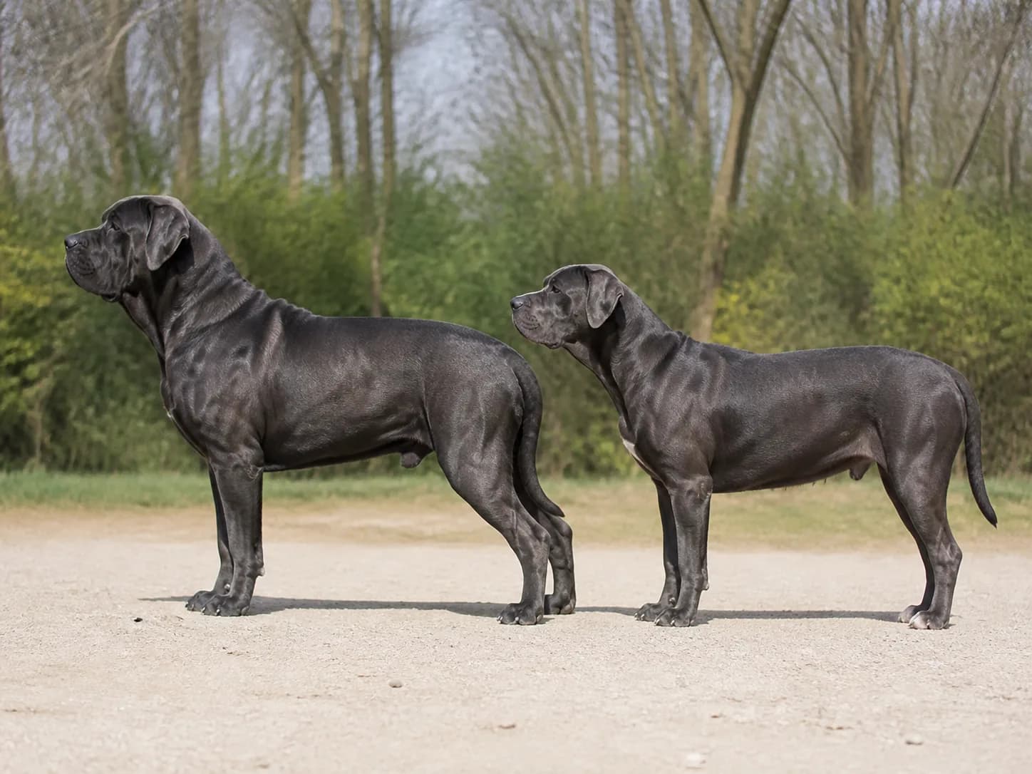 Adult male and female uncropped Cane Corsos standing side by side in natural profile with correct mastiff proportions