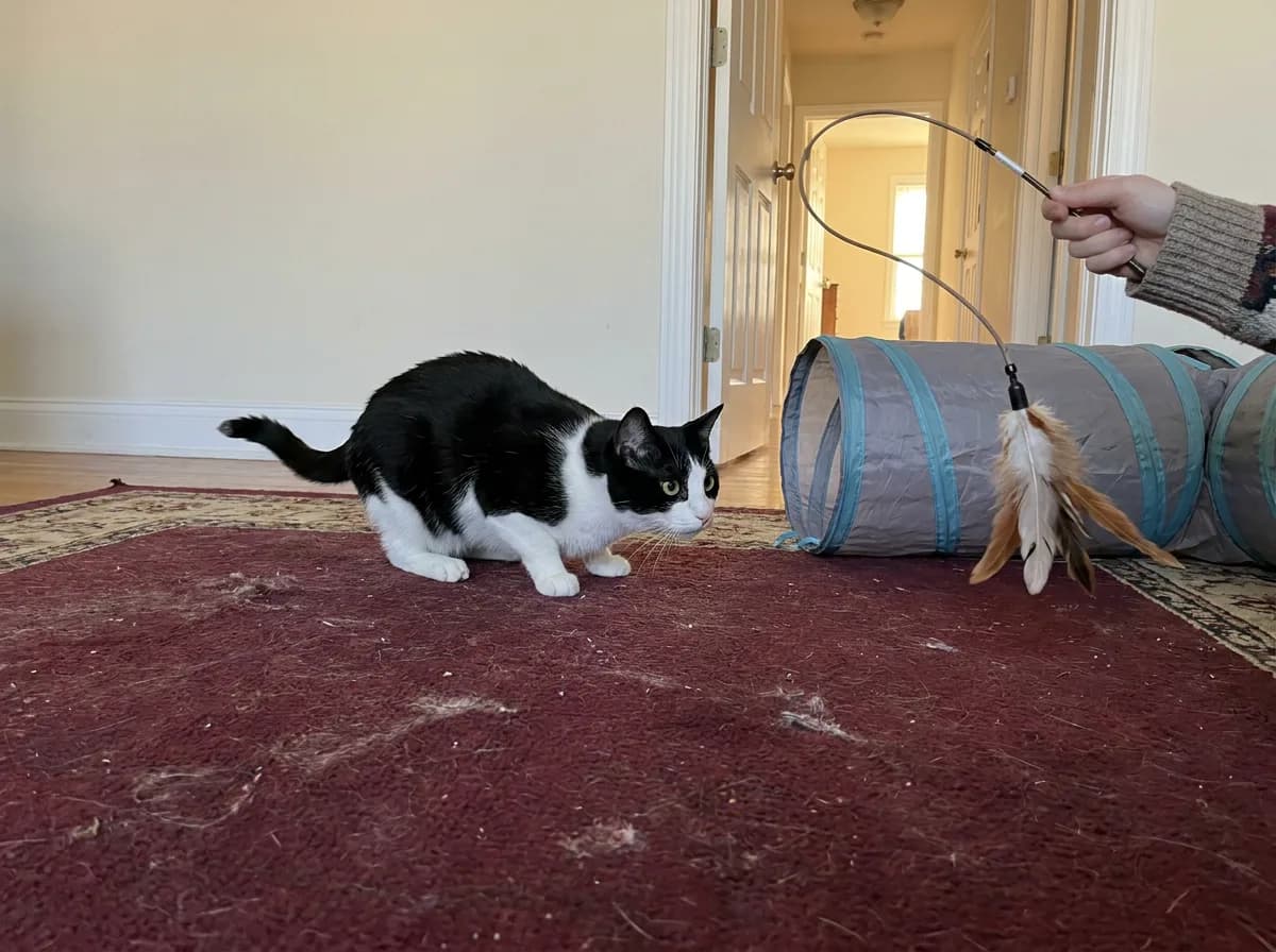 Black-and-white cat following a feather wand held by a person beside a play tunnel