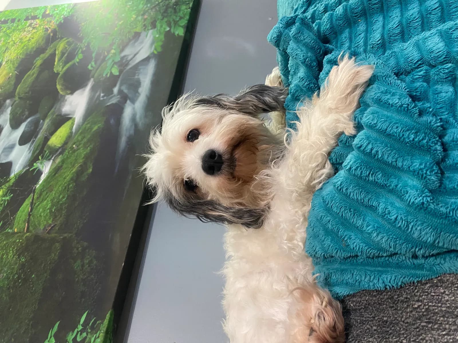 Cream and white Cavachon with gray floppy ears resting on a turquoise blanket.