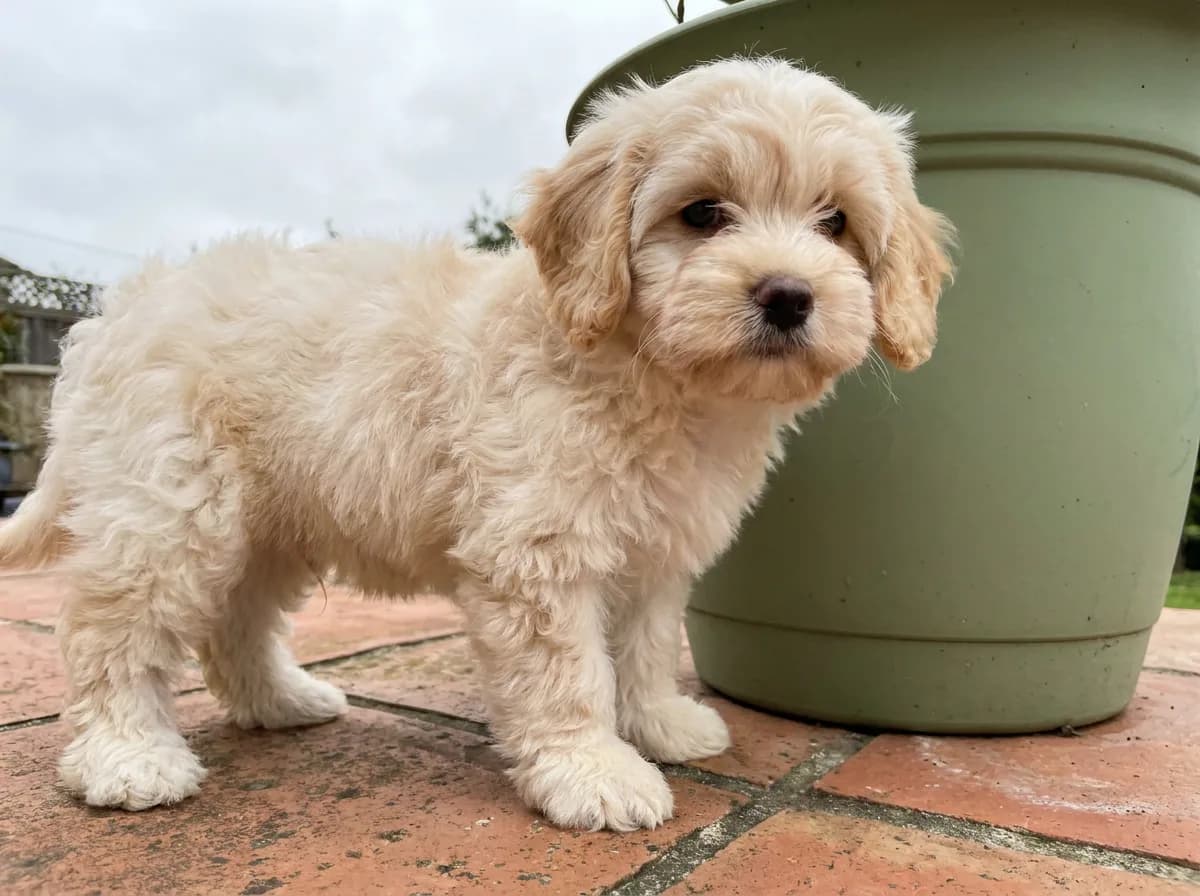 Small cream-white puppy with apricot ears standing on a terracotta patio.