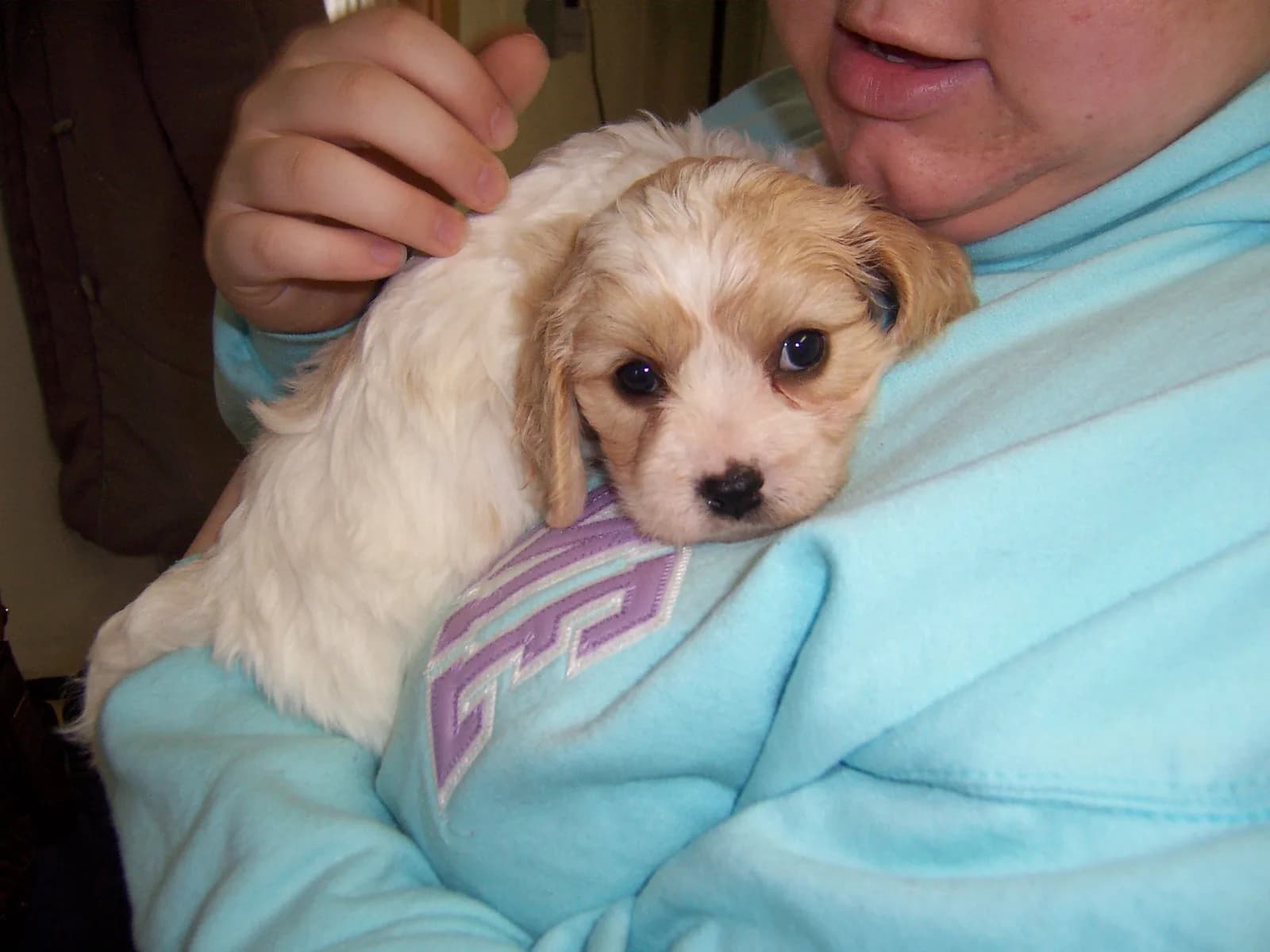 Cream Cavachon puppy being held by an owner.