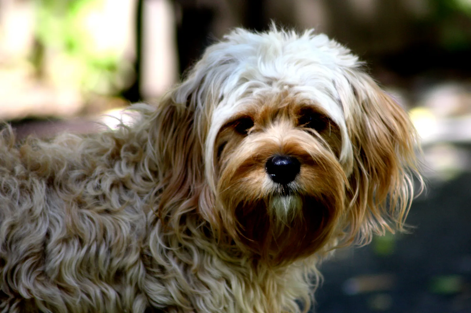 Adult cream Cavapoo with a wavy coat and darker floppy ears.