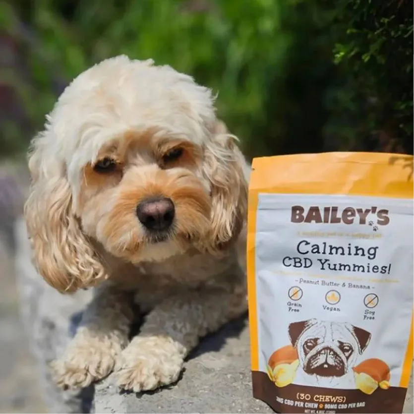 A dog beside Bailey’s Calming CBD Yummies.