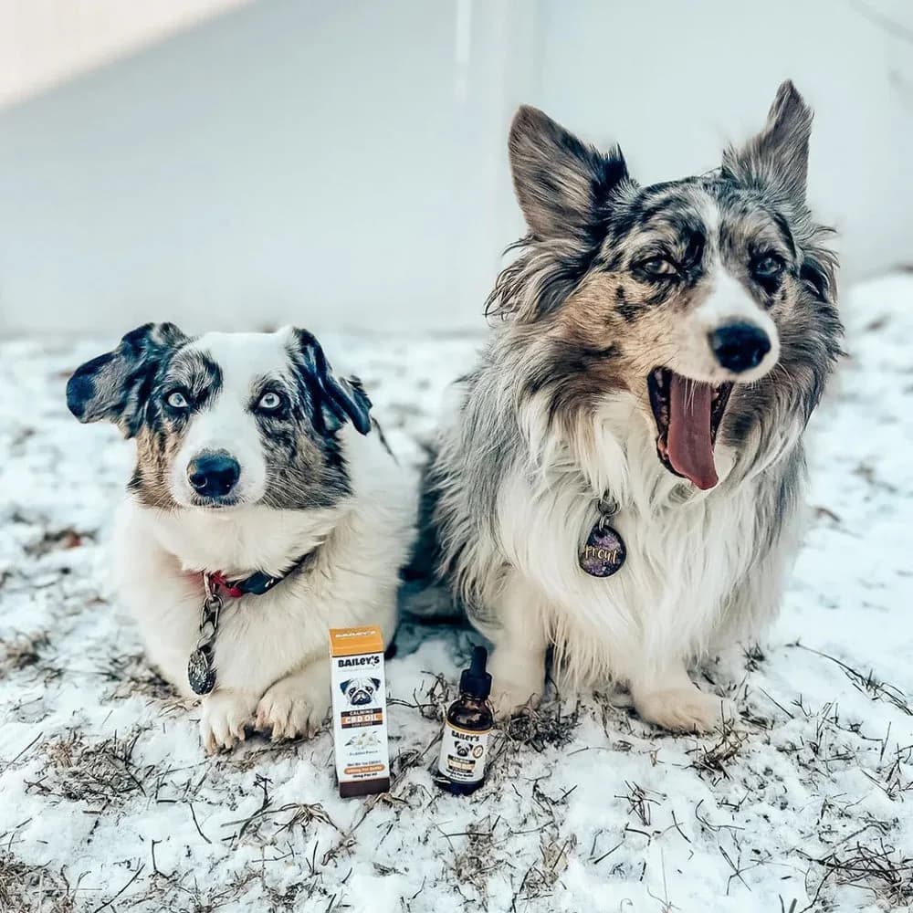 Two dogs with Bailey’s Calming CBD Oil outdoors.