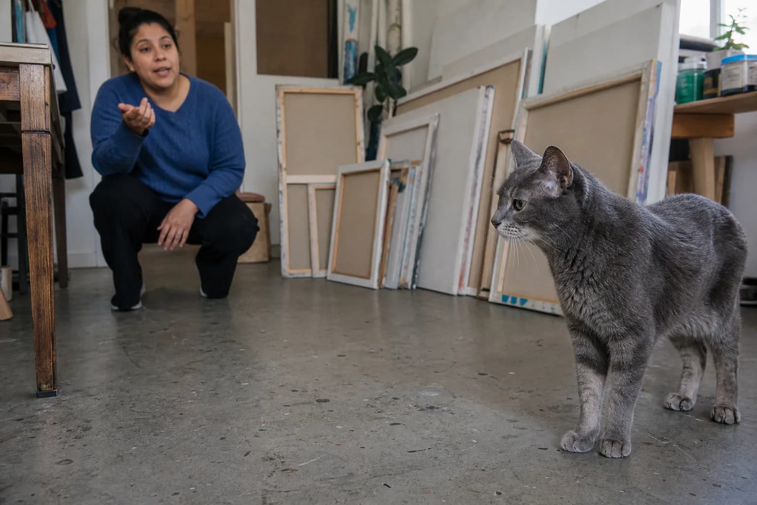 An older blue-gray cat turns toward a caregiver calling softly in an artist's workroom.