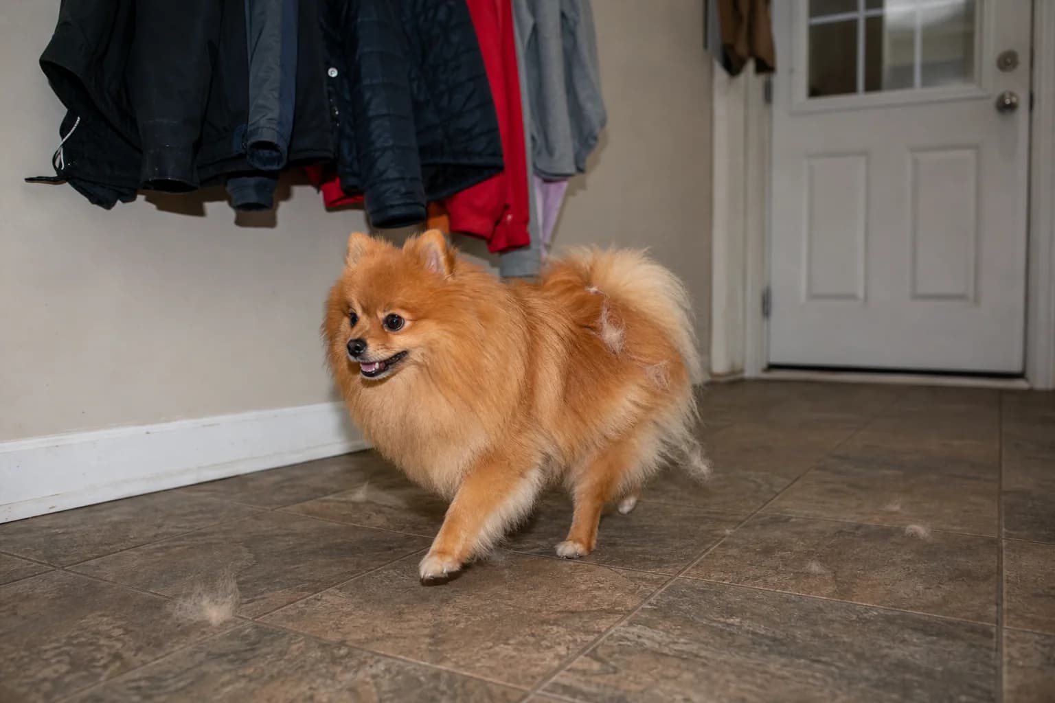 Orange Pomeranian walking through a tiled mudroom with a few seasonal undercoat tufts visible on its coat and floor