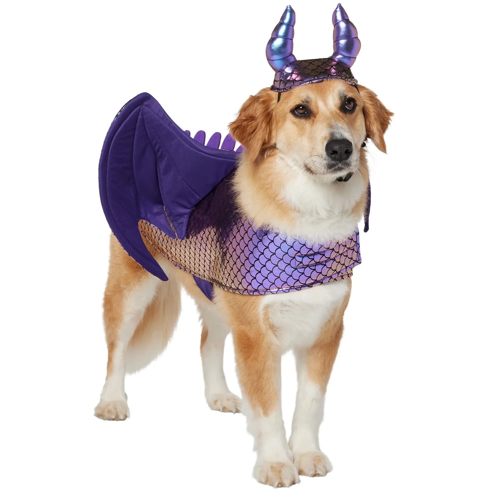 Dog wearing purple-and-blue Frisco dragon wings and a horned hat