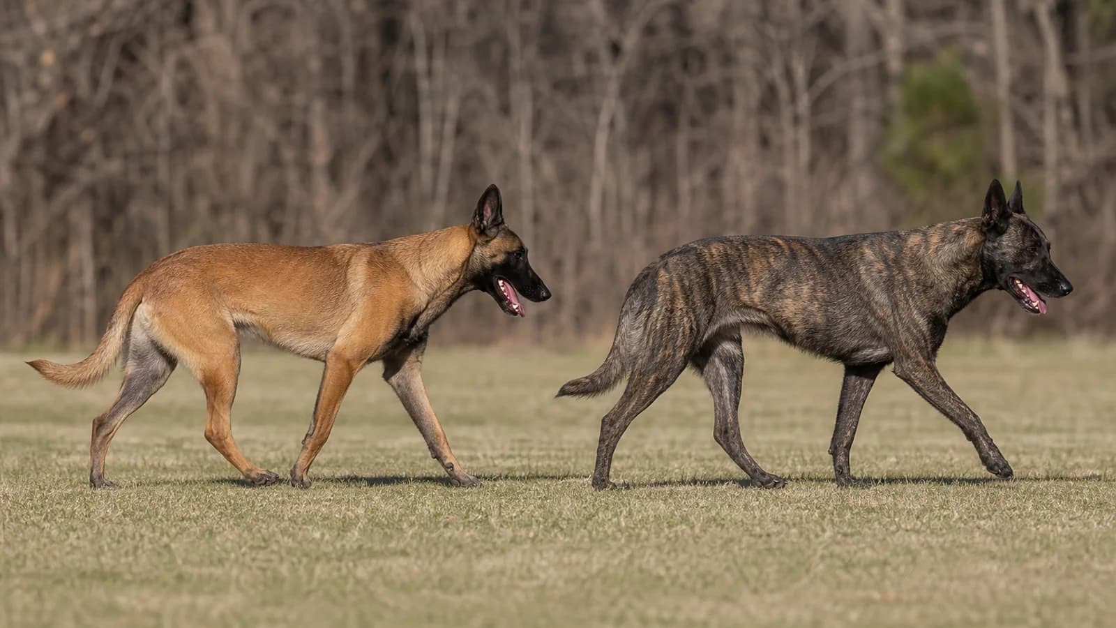 A brindle Dutch Shepherd and a fawn Belgian Malinois shown in matching side profiles outdoors