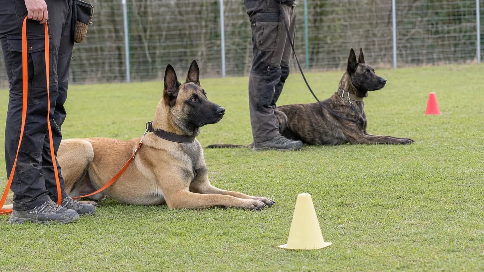 A brindle Dutch Shepherd and fawn Belgian Malinois practicing calm focused training with separate experienced handlers