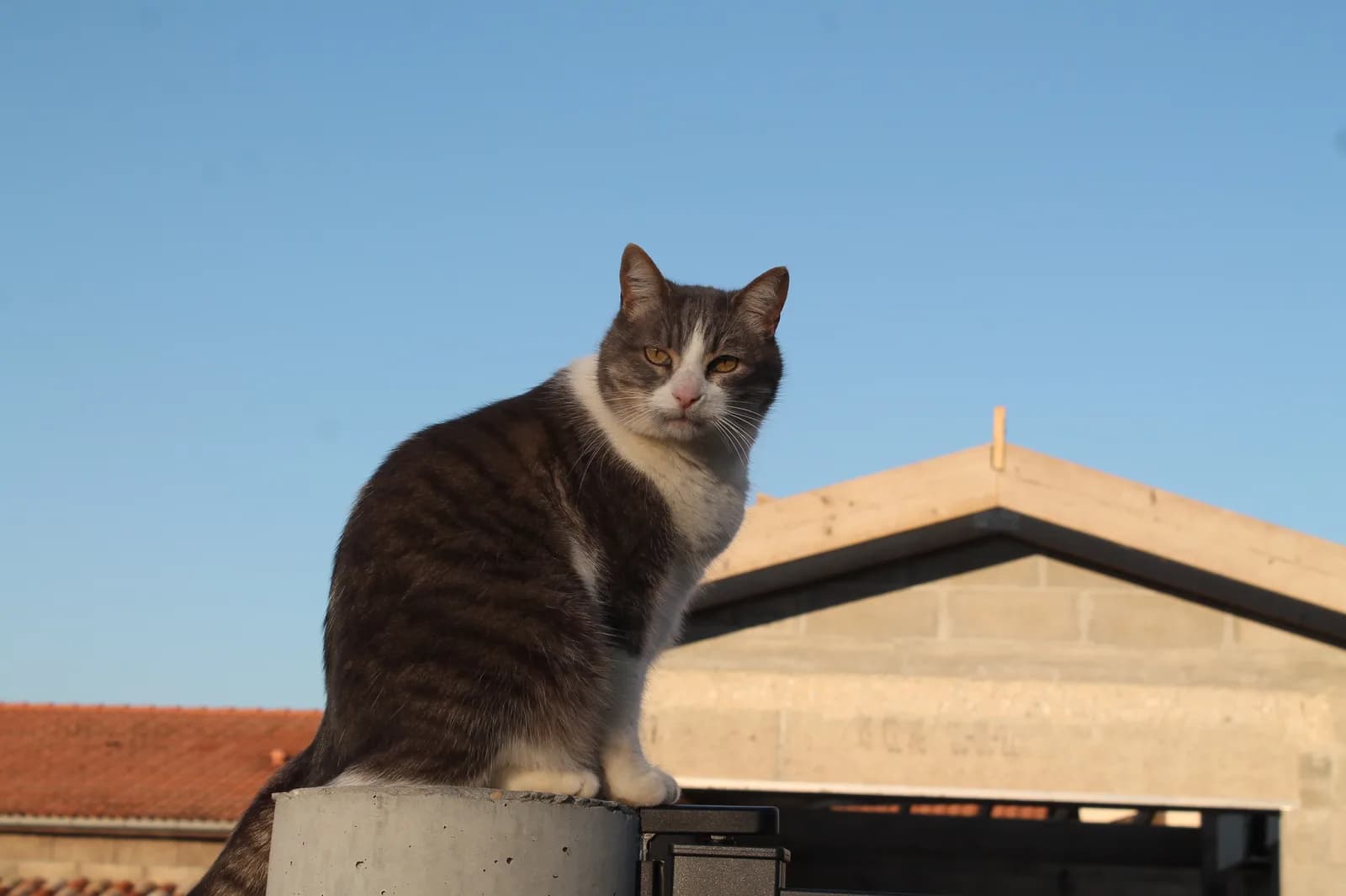 Brown tabby and white European Shorthair example sitting on a wall under a blue sky.
