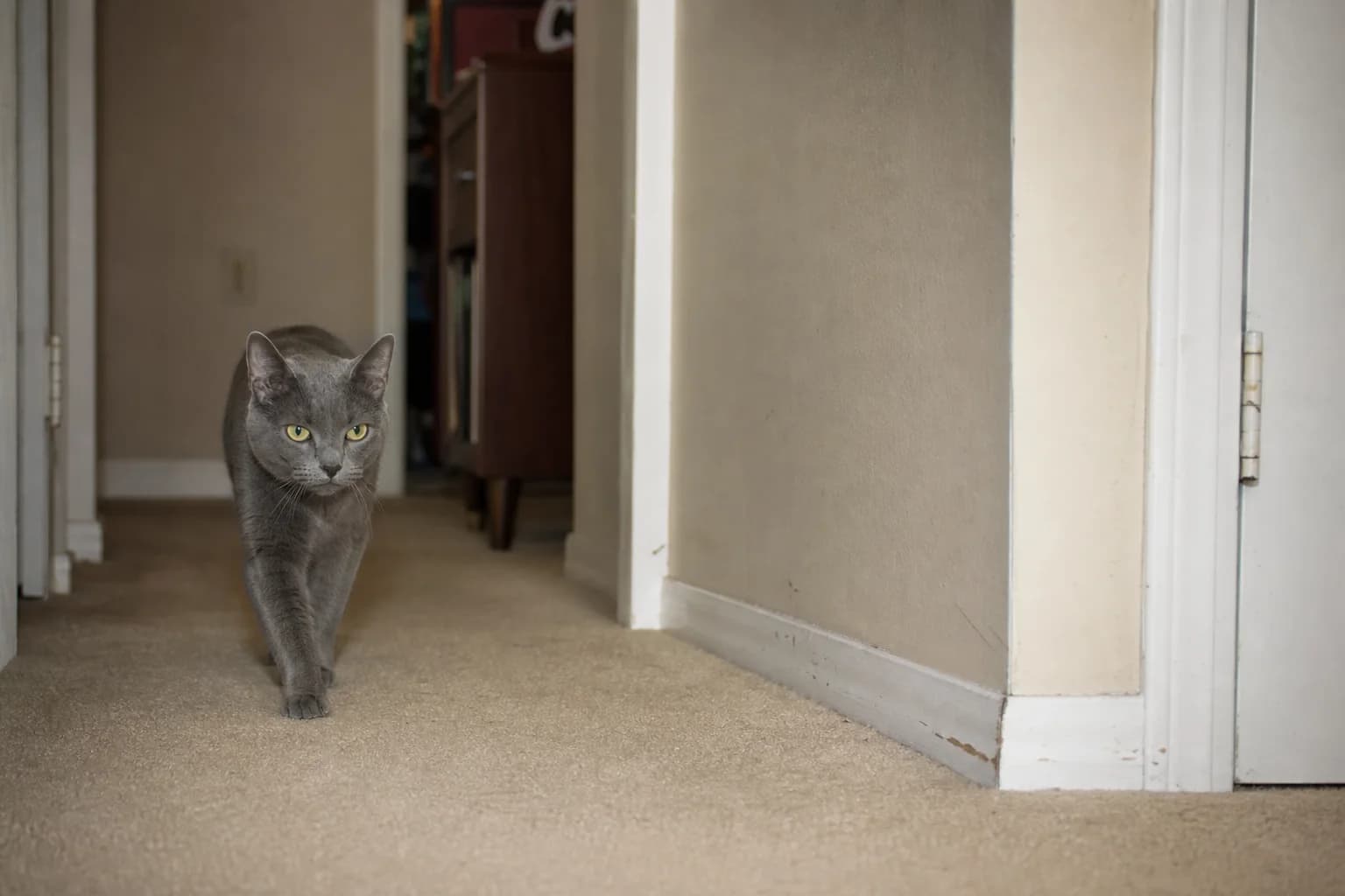 A solid blue-gray adult cat walking through an ordinary carpeted hallway.
