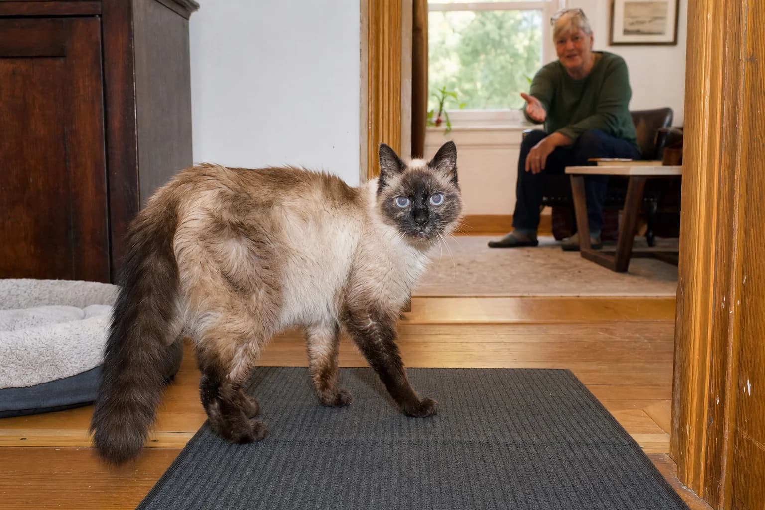 A senior longhaired seal-point cat turns toward a caregiver calling from across a sitting room.