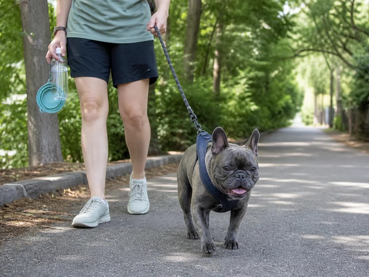 Show a French Bulldog on a short shaded walk with a fitted harness and water available