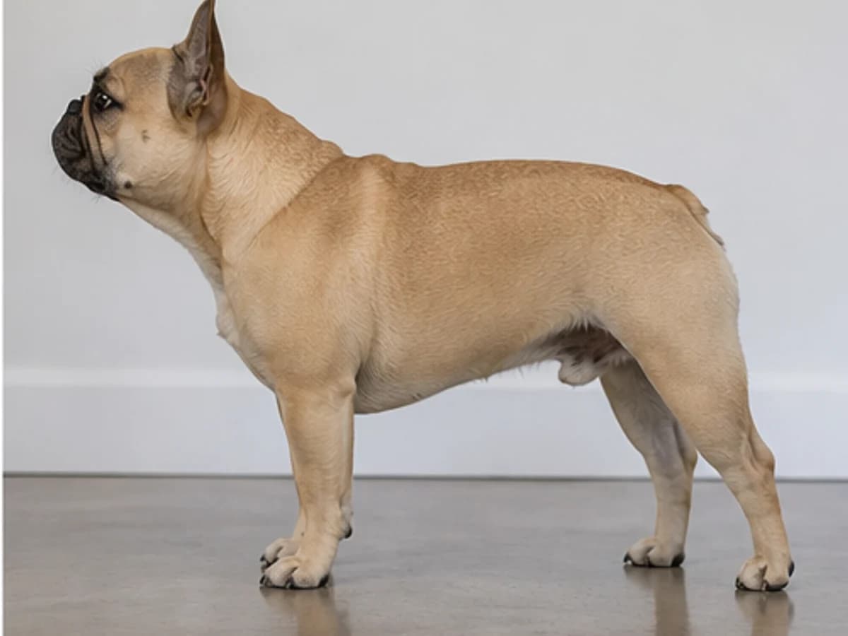 Side-profile French Bulldog showing full-body proportions