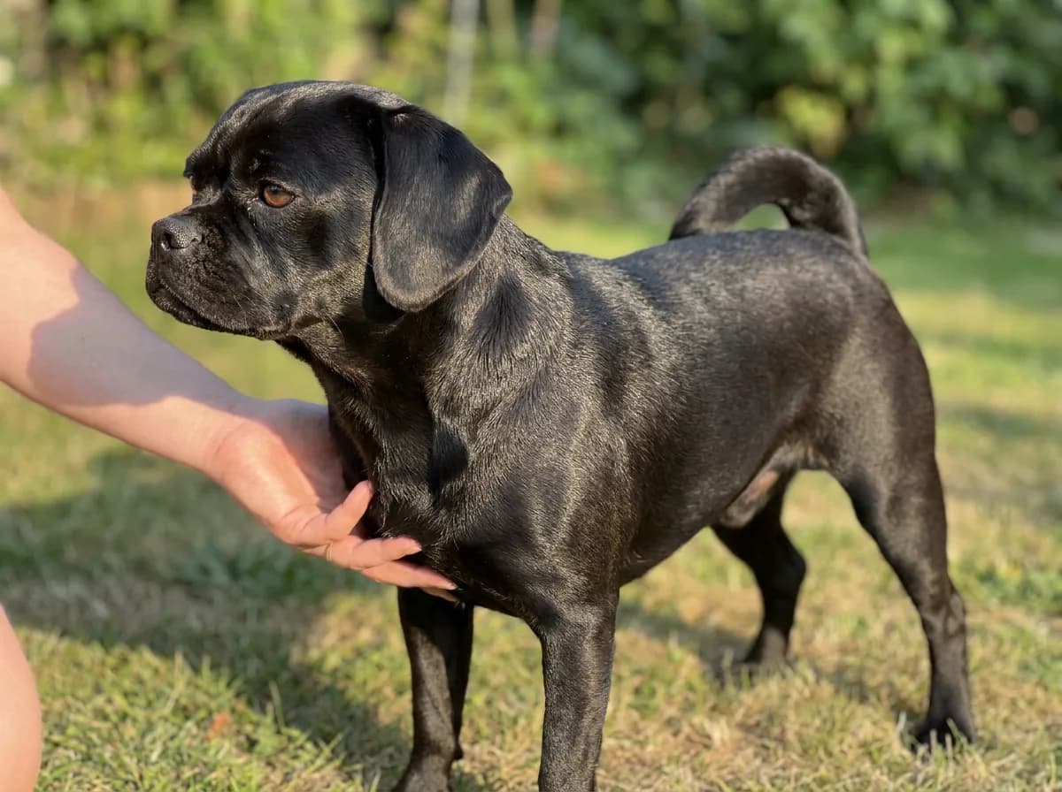 Black adult Puggle standing outdoors with floppy ears visible