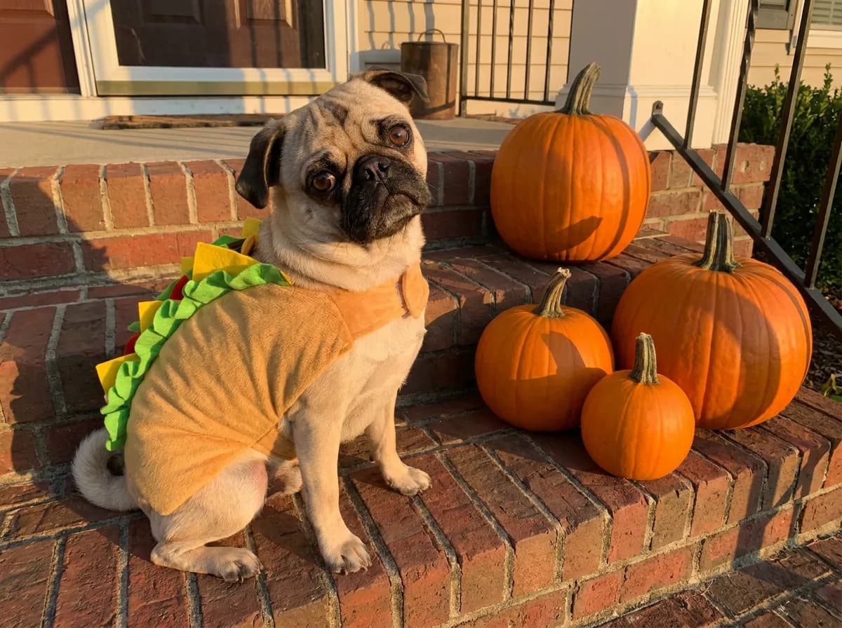Fawn pug in a taco costume sitting on brick porch steps beside a row of pumpkins