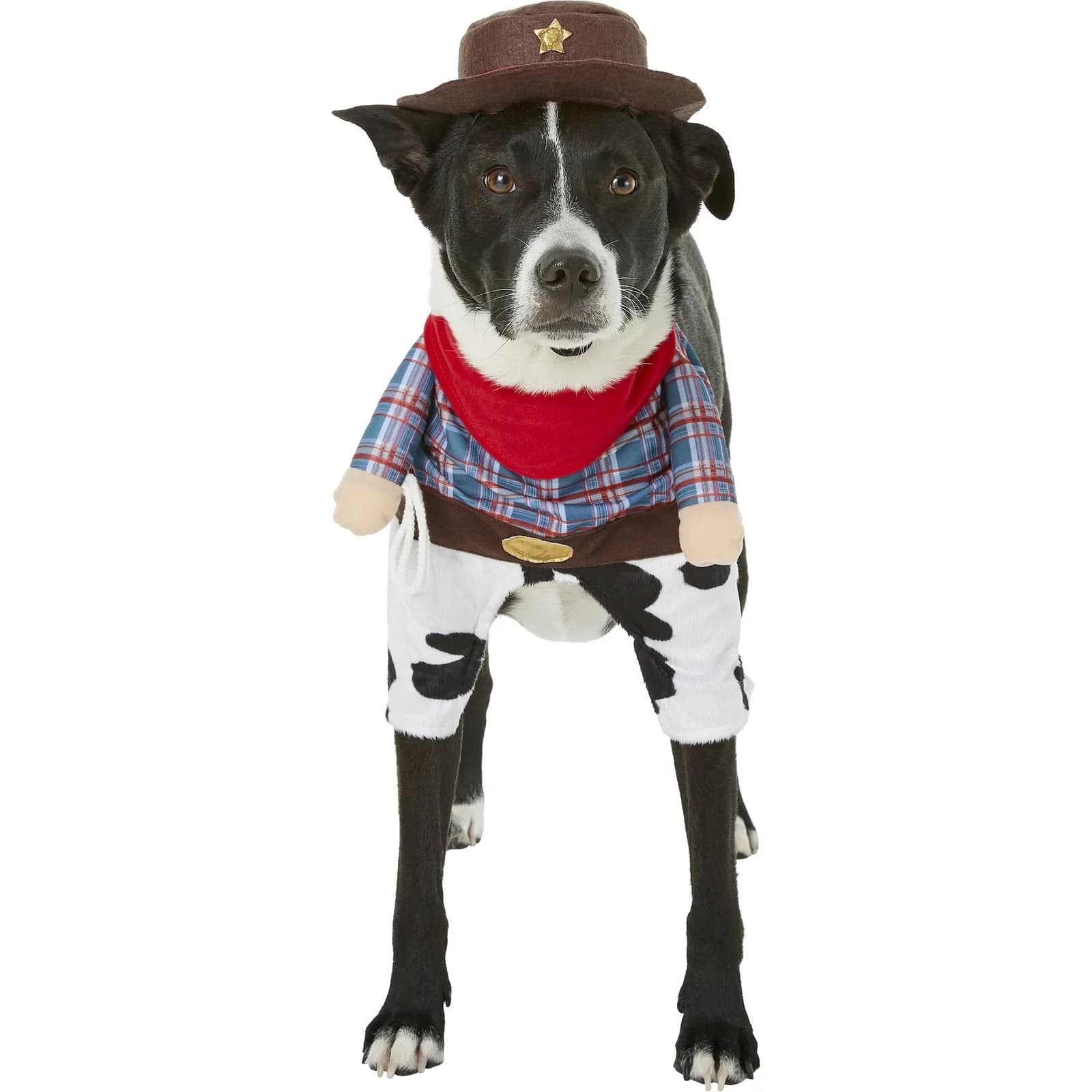 Dog wearing the Frisco front-walking cowboy costume