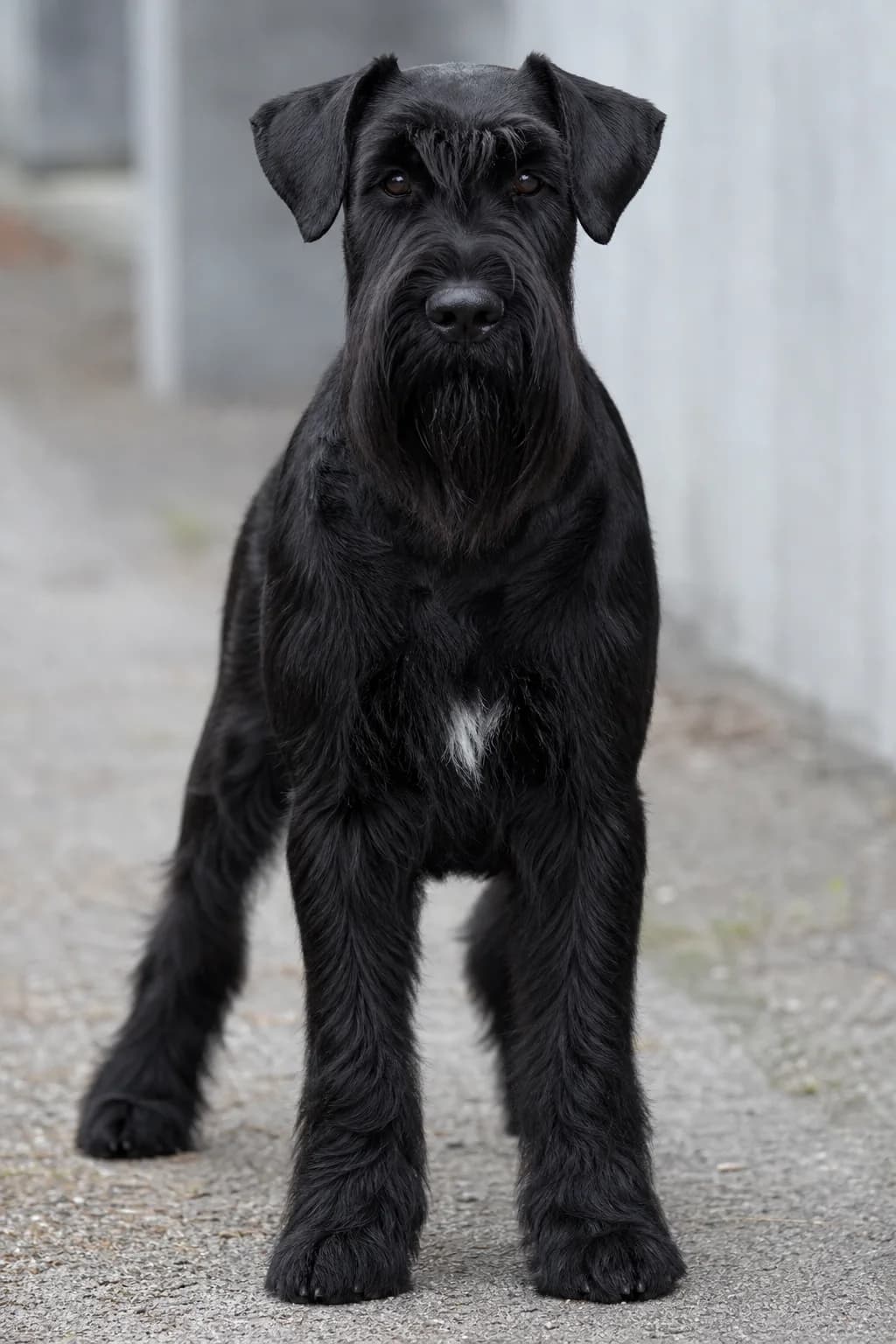 Close non-graphic view of a small white chest spot on a black Giant Schnauzer