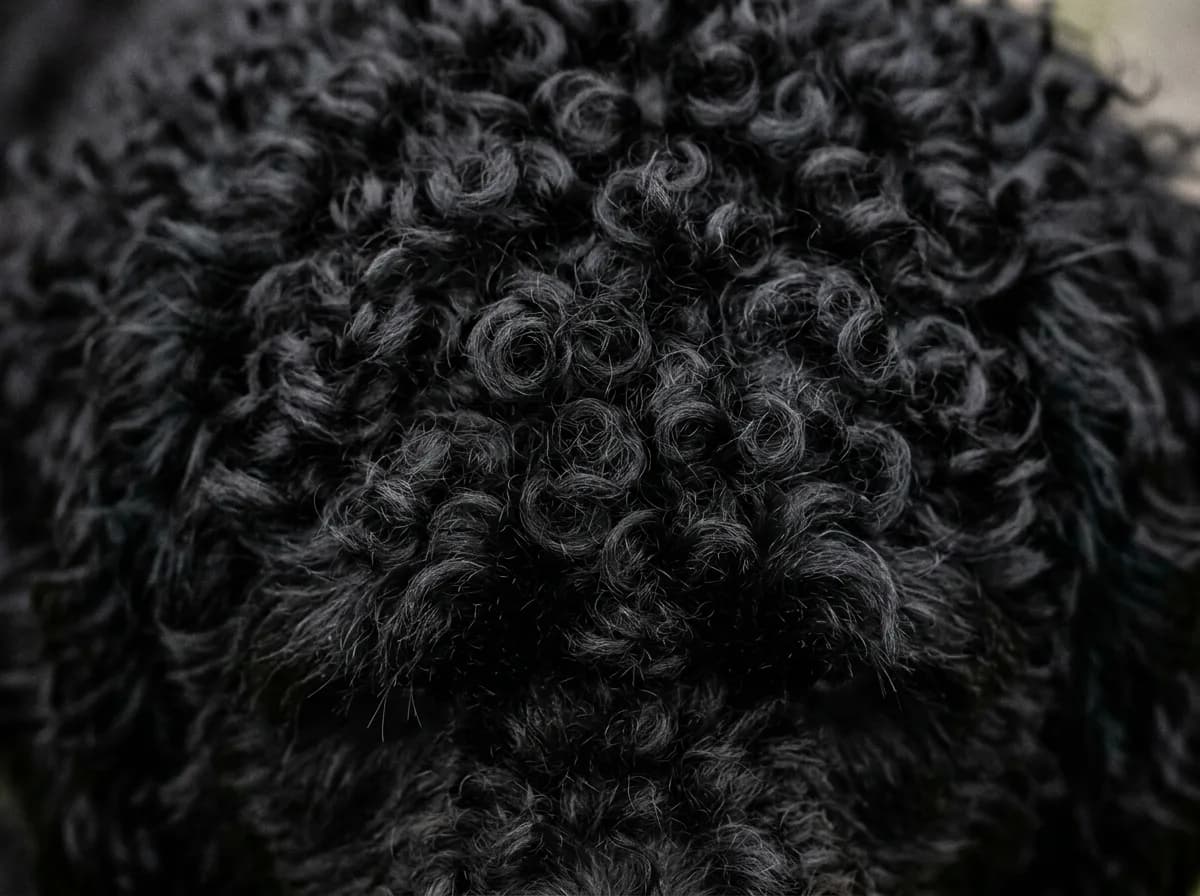 Extreme close-up of a solid black curly Goldendoodle coat filling the frame, showing tight springy curls and dense texture