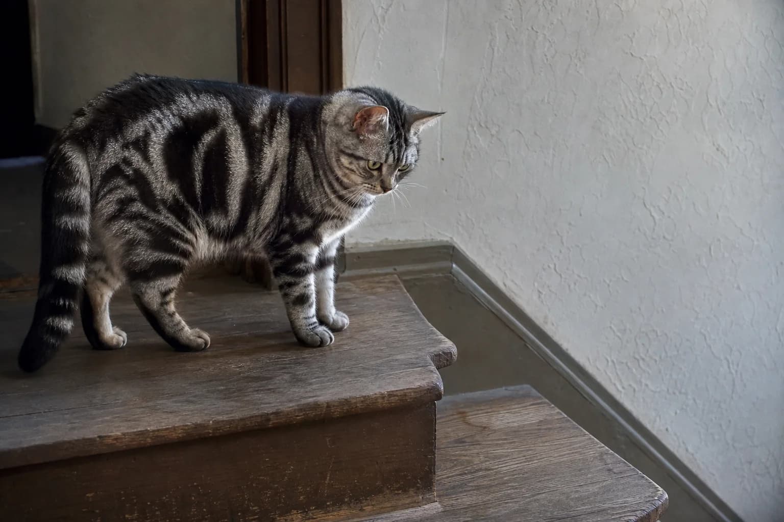 Silver classic-tabby cat standing in side light on a worn wooden stair landing