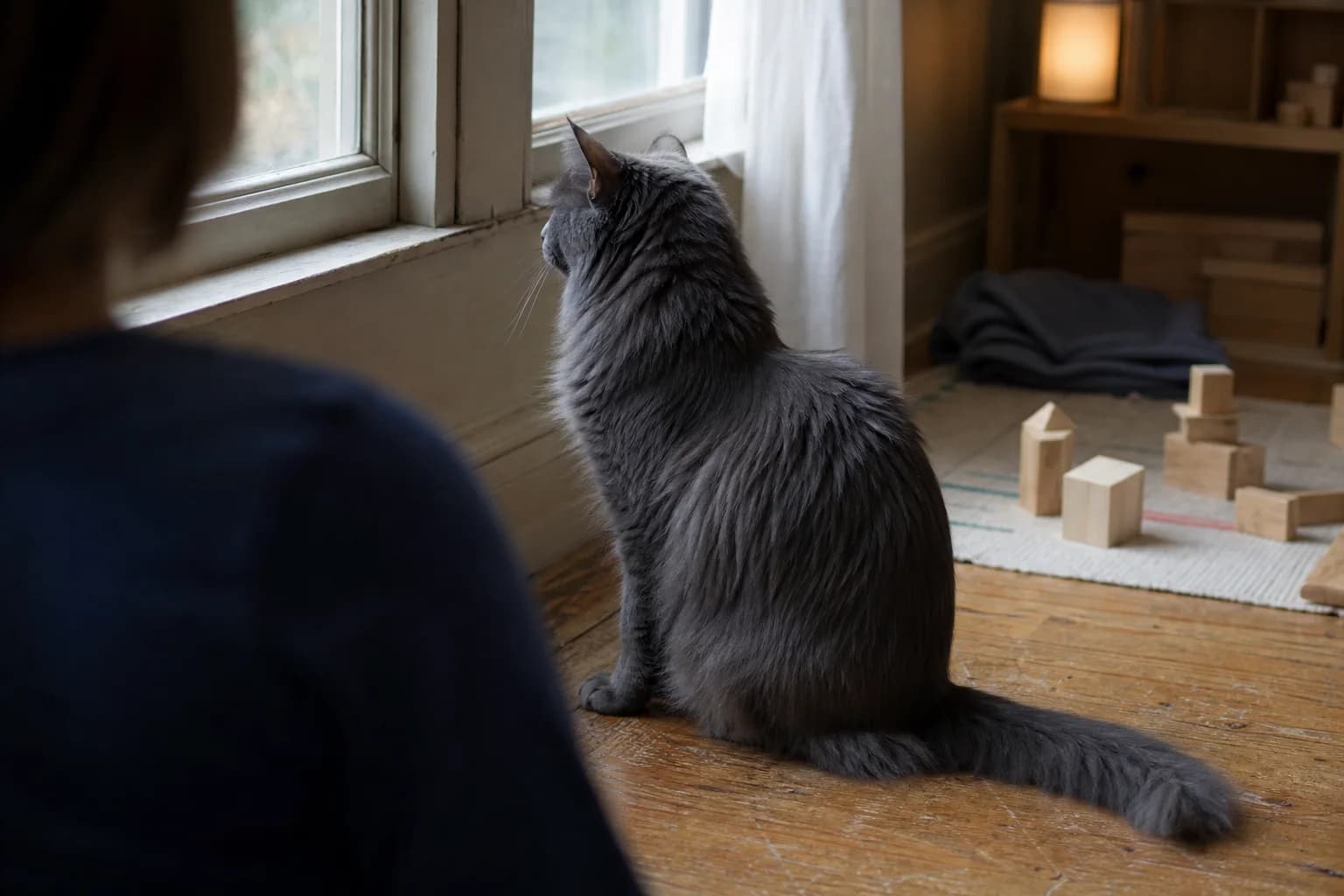 Longhaired charcoal-gray cat sitting by a shaded playroom window near a caregiver