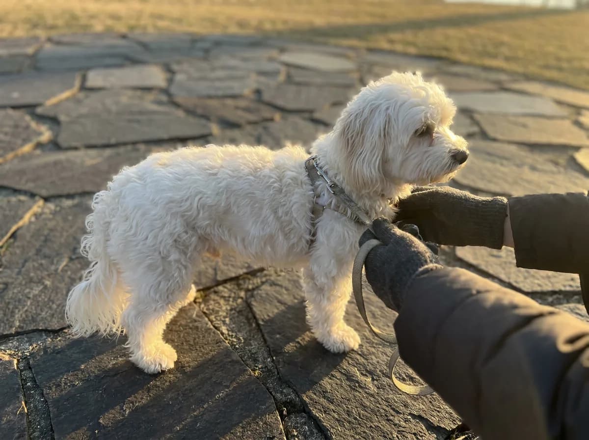 Adult dog with a white coat standing on dark paving