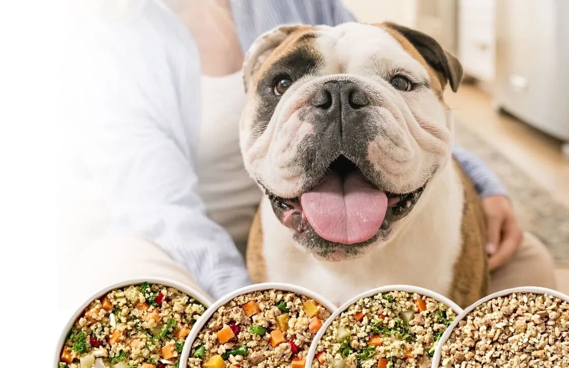 A happy bulldog sits with its owner behind a lineup of fresh JustFoodForDogs targeted nutrition bowls