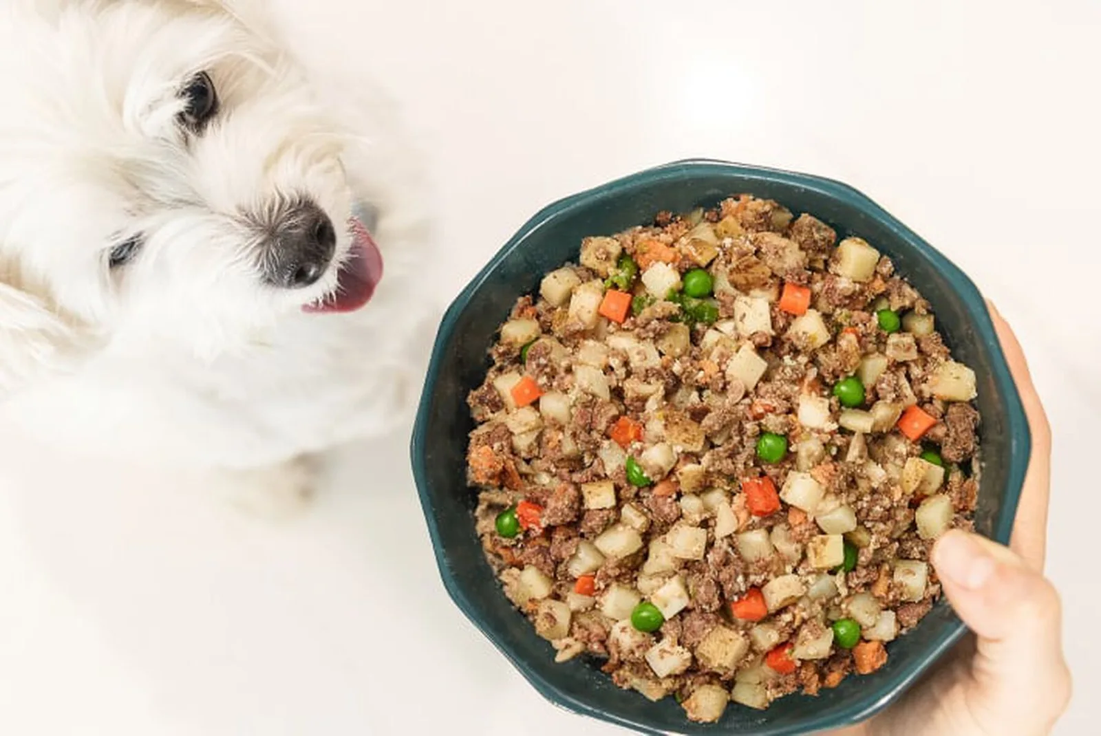 A small white dog looks up eagerly at a bowl of fresh, gently cooked dog food