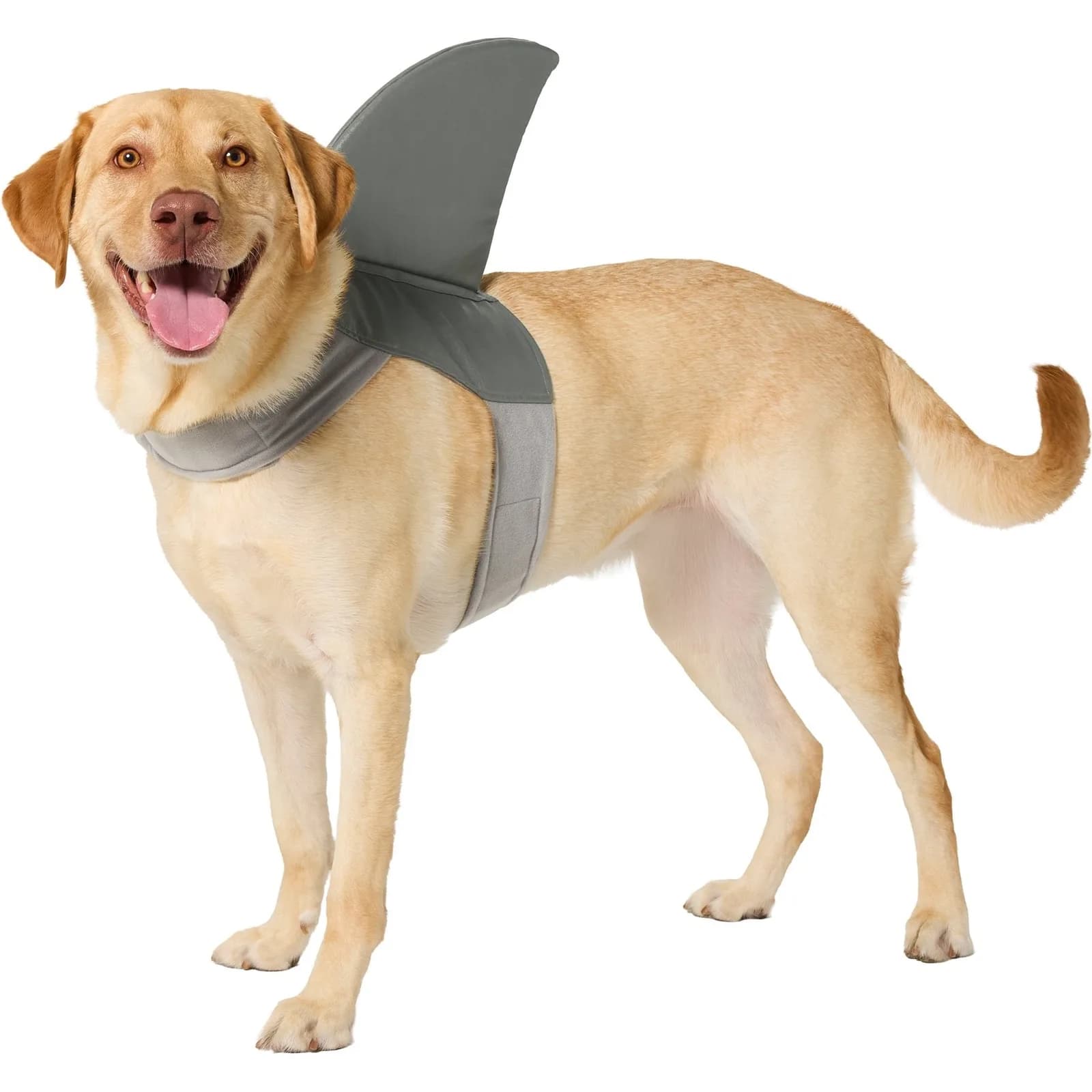 Dog wearing the Frisco shark-fin accessory