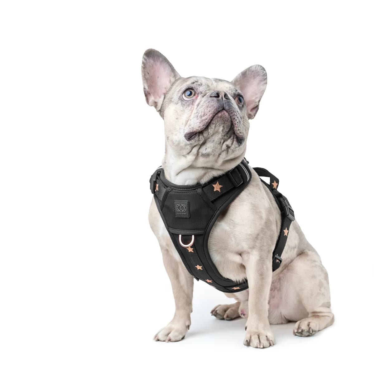 A small dog wearing DOGISTRY walking gear